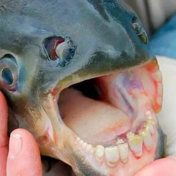 电影食人鱼图片:亚马逊中食人鱼这么恐怖要是遇到鳄鱼，谁会成为猎物？