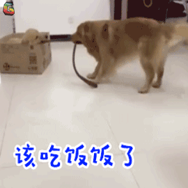 所有大型犬图片及名称:有哪些品种的忠诚温顺大型犬？