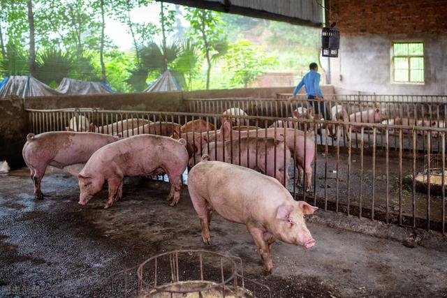 清道夫价格多少钱一斤:近日猪肉价格出现暴涨是怎么回事？
