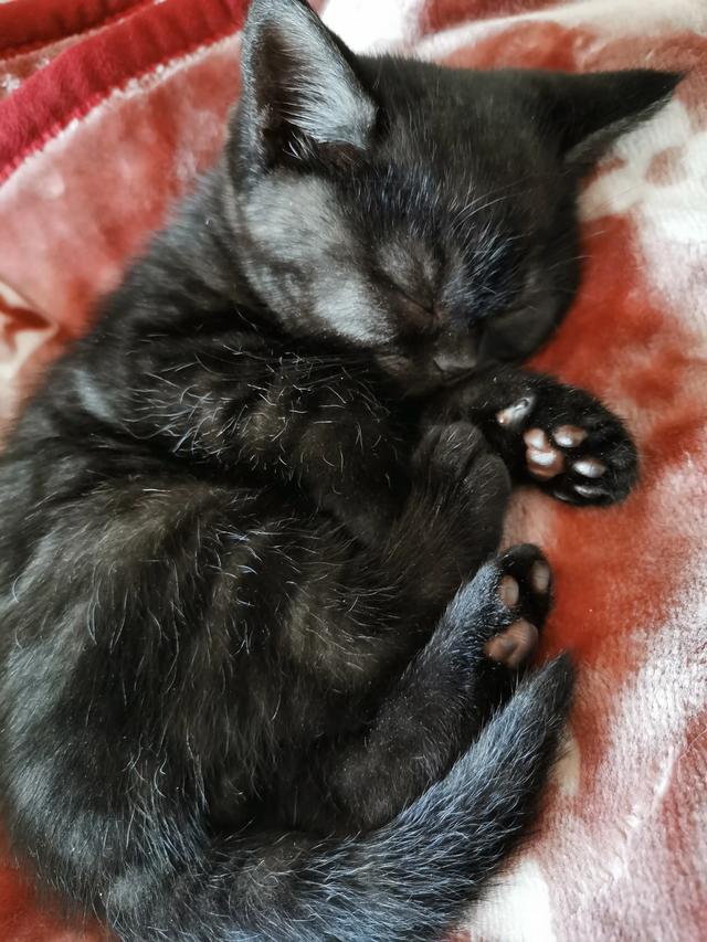 我们家猫咪快要生了，跟前跟后的一直望着我叫，给猫粮也不吃了。是什么原因？插图42