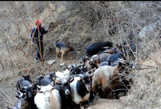 你砍柴的,他放羊的,你和他聊了一天,羊吃饱了,你的柴怎么办?-生活百科