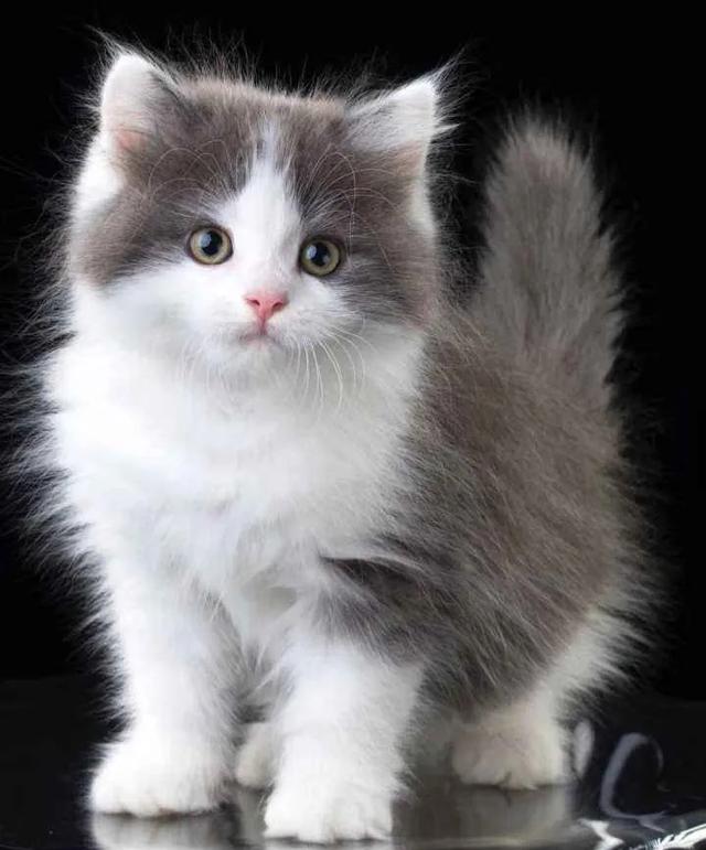 猫癣:幼猫猫癣严重能治好吗，猫癣怎么治好得快？