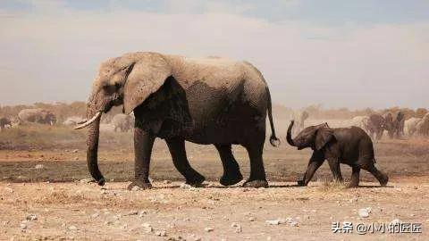 非洲人吃不吃大象，大象的产肉量是猪的10倍，为什么我们不养大象来吃