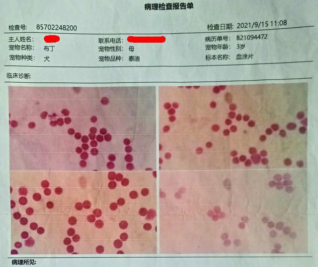 宠物寄生虫性皮肤病测试题:人和宠物可能共患的疾病有哪些？