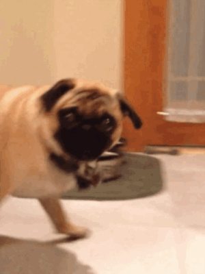 所有大型犬图片及名称:有哪些品种的忠诚温顺大型犬？