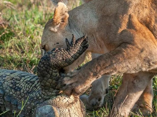 鬼獒王咬死狮子图片:在非洲草原上，豹子和狮子在河边饮水时会不会被鳄鱼拖下去吃掉？