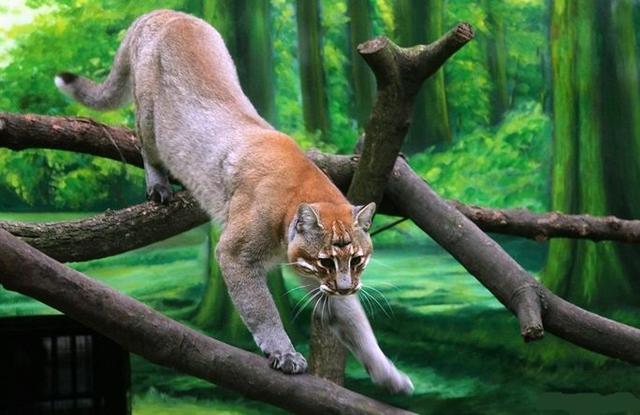 水煮活猫残忍图片:猫为什么喜欢把老鼠玩到半死不活才吃，直接吃掉不是省体力么？ 水煮鸡胸肉给猫