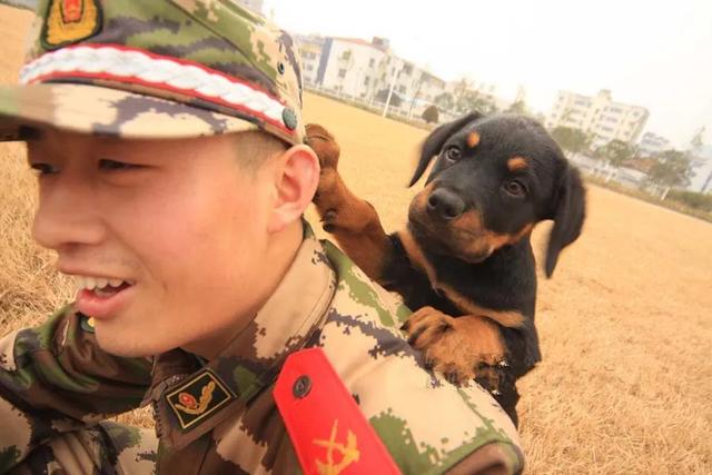 军犬训练:怎么当特种部队的军犬训导员？