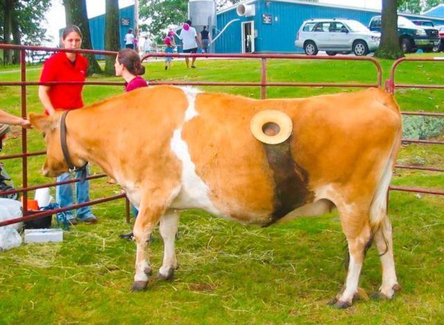 于是,人们开始更新了瘘管手术,用在牛的瘤胃上开一个可以自由打开的