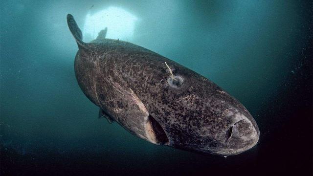 格陵兰睡鲨能活多久，156岁才性成熟，才能繁殖，格陵兰睡鲨到底是怎样一种生物