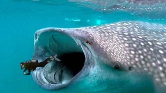 鲸鱼肚子里水怪，在海里面游泳不小心被鲸鱼吞到肚子里，生还的几率是多少