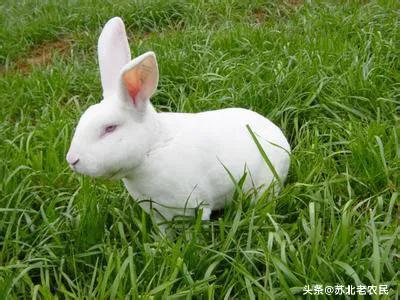 为什么养兔子能赚钱？