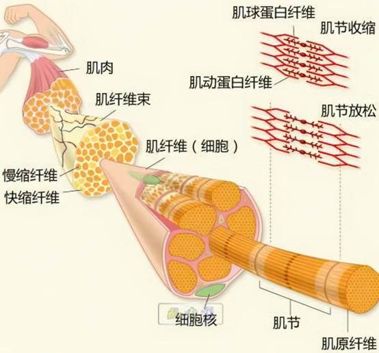 地震搜救犬全部处死是给谁陪葬:古代皇帝死了，为什么要这么多活人陪葬？