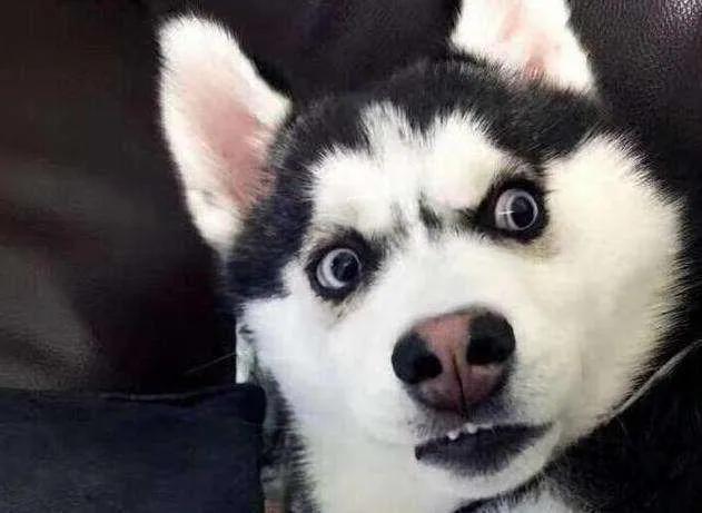 海蓝兽对比特犬:一百斤的比特犬可以打的过猞猁吗？为什么？