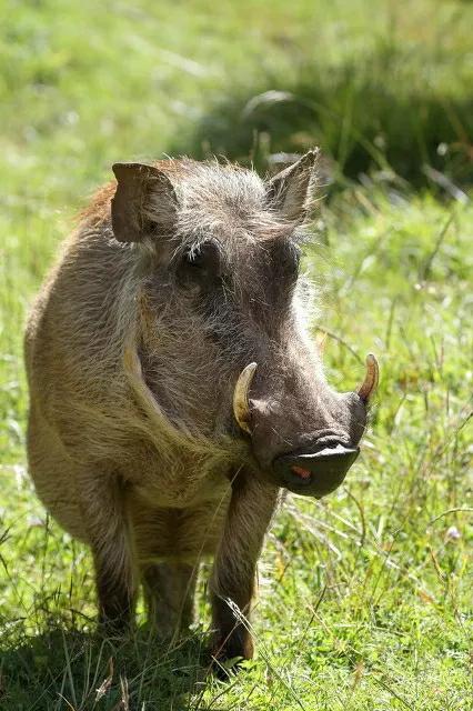 俄罗斯野猪泛滥成灾体重2200斤敢咬大老虎传入中国怎么办