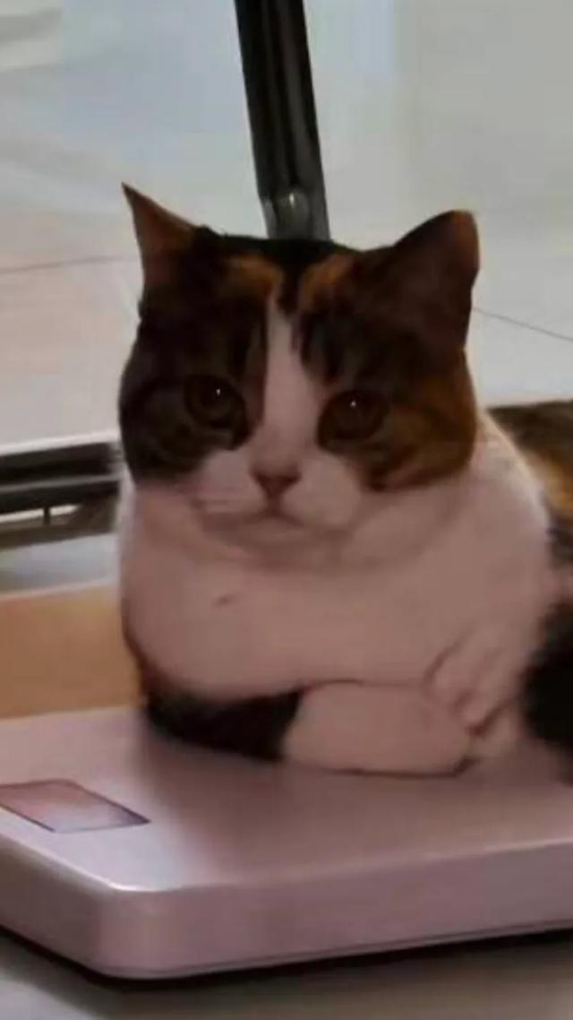 马俊仁藏獒特号:为什么感觉现在养猫的越来越多，养狗的却越来越少？