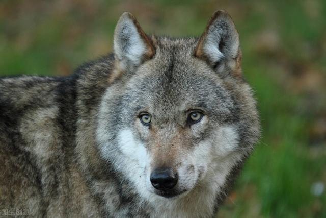 狗狗对屠夫会害怕，在野外屠夫遇到狼是否一样，狼也会怕？插图36