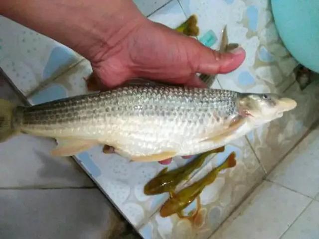 淡水鱼种类以及图片:黄河每天将鱼冲入大海，淡水鱼在海中无法存活，这些鱼都去哪了？