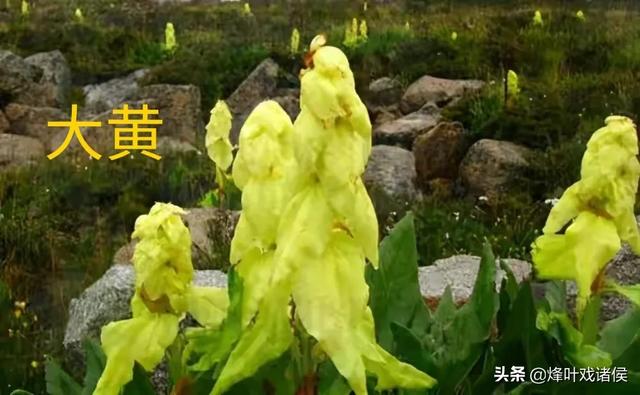 今年喜马拉雅山帝王花图片:喜马拉雅山400年一见的帝王花 有一种兰花叫“鬼兰”，一朵花能换一套房子，是真的吗？