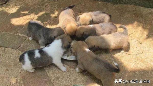 潘阳与狗:爱狗人士为什么喜欢与狗搂搂抱抱、与狗相吻？