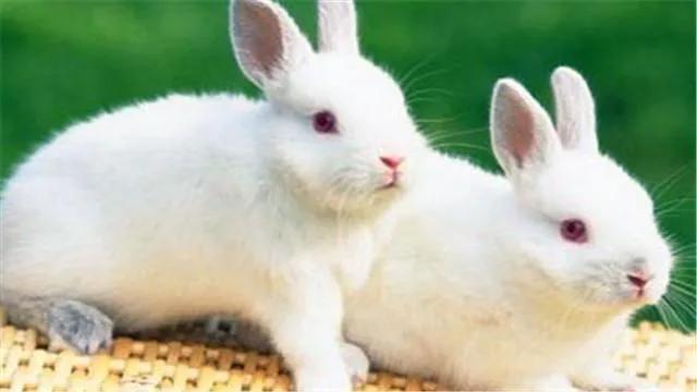 网络红猫绝不媚俗的不爽猫:属兔的人最怕遇到什么样的人？