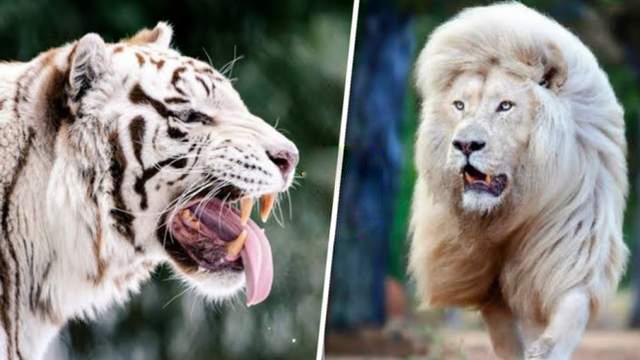 你们骂的或者追捧的白虎白狮,到底是怎么形成的?