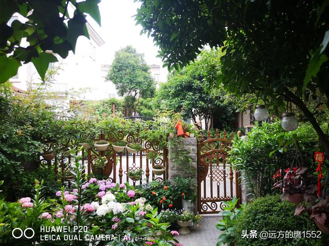 桃叶珊瑚适合种家里吗:绣球花可以种在桂花树下吗？