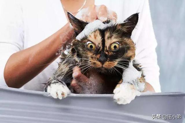 猫癣:猫咪有6年了，身上毛越来越少，还有猫癣什么办法最好？