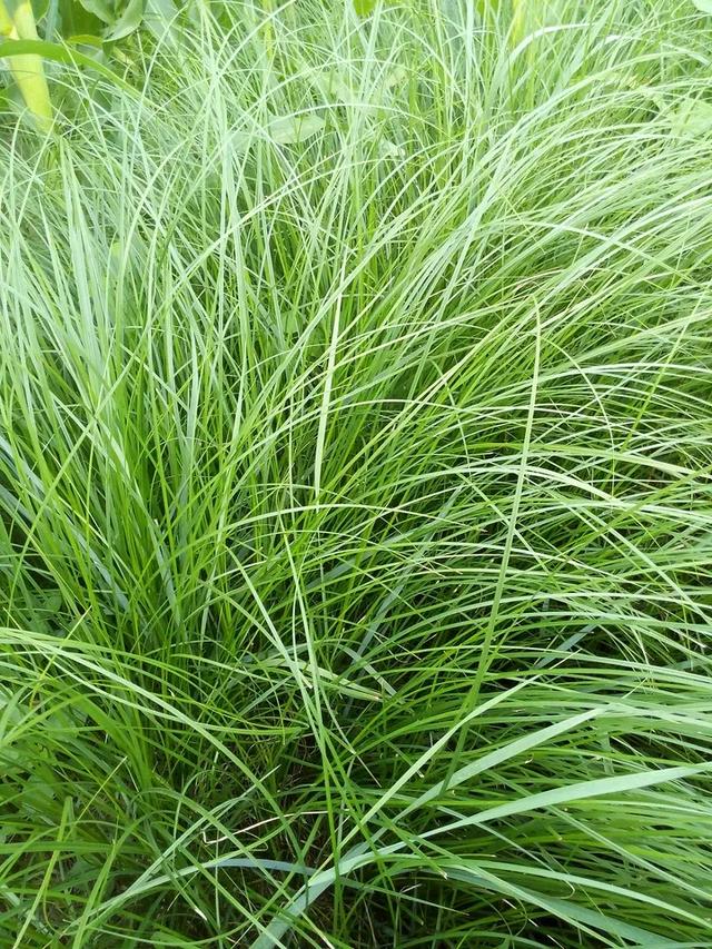 全部东北三宝中,乌拉草是什么样的,现在的你见过吗?