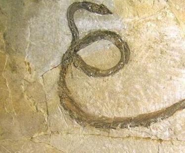 世界上最大的蛇吃人:大海蛇之谜，巨型海蛇是否存在？