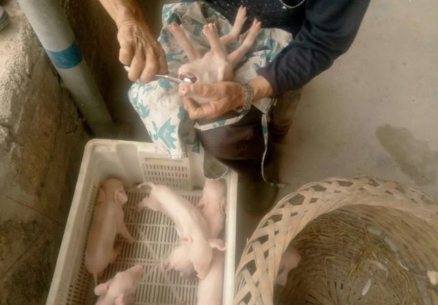 攻击性强的群居动物:据说家猪放生会一年内野化成有獠牙的野猪，这是什么原理？