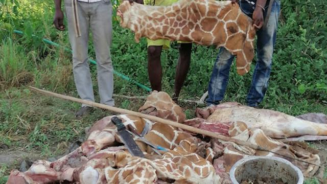 长颈鹿将来会灭绝吗，长颈鹿正在消失，未来人们还能在动物园看到长颈鹿吗？