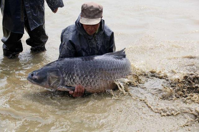 黄河里有大型生物吗，黄河有哪些大型的鱼类吗黄河最大的鱼有多大有什么特殊鱼类