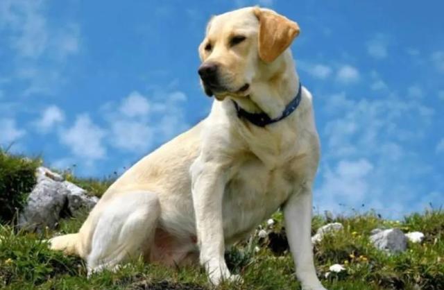 狗的命门在哪里？被大型犬追咬时，怎样做才是正确的自救方法？插图35