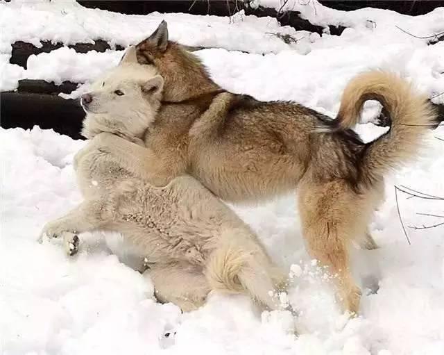 流浪狗遇到狼，会打一架还是逃跑还是混入其中一起生活？