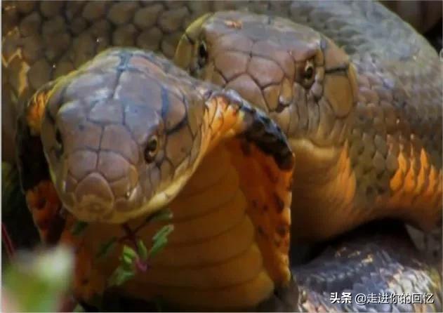 人与蛇交配:眼镜王蛇在求偶的时候，为什么有的雄性眼镜王蛇会吃掉伴侣？