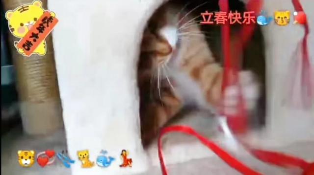 家猫:都说猫养不熟，是真的吗？