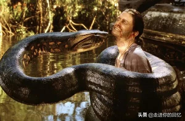 陕西蛇的种类:为什么都说秦岭最大的蛇是王锦蛇？难道秦岭没有蟒蛇吗？ 陕西分布蛇的种类