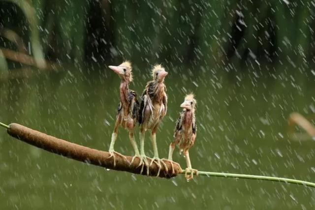 欧美摔跤抓鸟露鸟视频:鸟累了可以睡在鸟窝，但是下雨了，它在哪里躲雨呢？