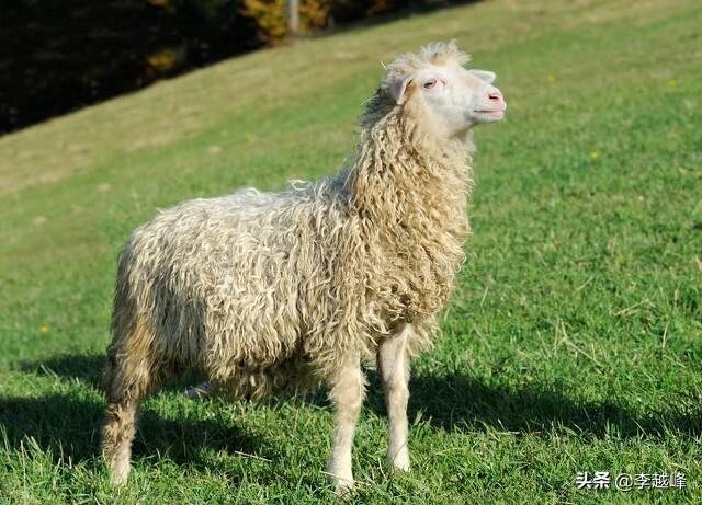 有些人把玉石放羊腿里，几年后取出来，这是为什么？插图14