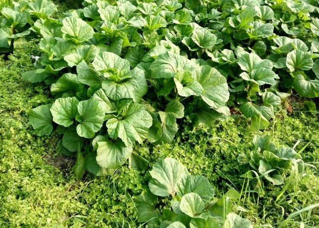 秦始皇时代的人们都吃些什么？主食蔬菜是如何烹饪的？插图35