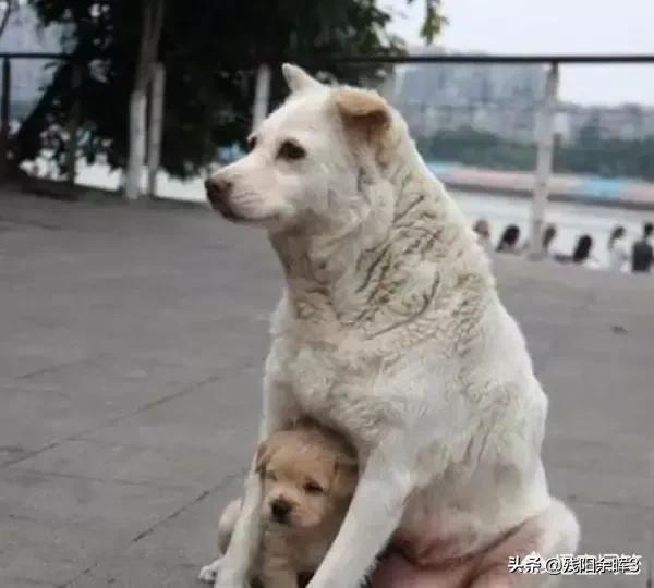 狗狗什么时候开始认主？插图20