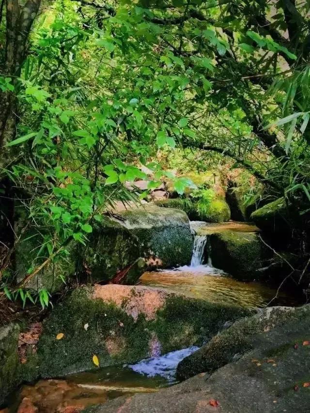 莫言散文狗的悼文写于哪年:鲁迅先生笔下有很多狗，落水狗，疯狗，赵贵翁家的狗。是啥意思？