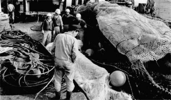 尼斯湖水怪的传说，1977年，日本捕鱼船捞起的海怪，真是濒临灭绝的蛇颈龙吗