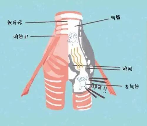 一直:为什么大清早小鸟就开始一直叫个不停，它们不累吗？