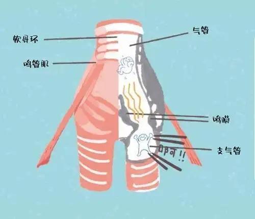 东北伯劳鸟叫声:为什么大清早小鸟就开始一直叫个不停，它们不累吗？