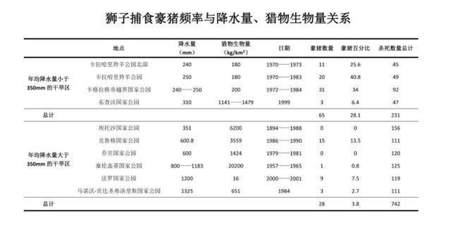 牛头梗 豪猪:牛头梗大战豪猪 狮子是百兽之王，为什么遇到豪猪却秒怂？