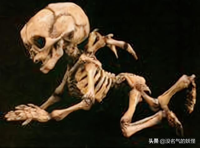 长翅膀的猫咪竟然真实存在:人类发现“天使”和“精灵”的化石，难道长翅膀的人真的存在？