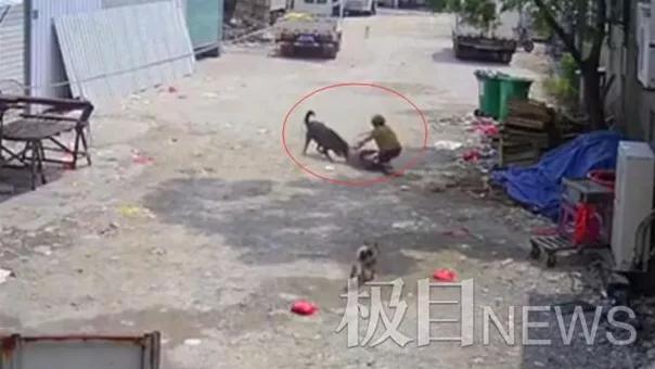 重庆藏獒伤人:如何看待福建漳州七旬老人被恶犬撕咬至死，狗主仅愿赔10万？