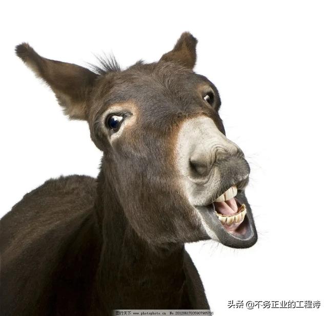 被驴咬了以后除了打狂犬疫苗还需要做哪些处理？